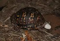 Three images of eastern box turtles laying eggs