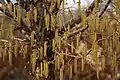 Male catkins hanging from the branches in spring (United States Botanic Garden)