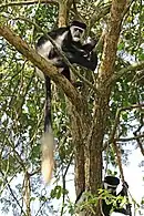 C. g. occidentalisAt the Semliki Wildlife Reserve in Uganda