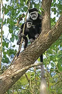 C. g. occidentalis with juvenileAt the Semliki Wildlife Reserve in Uganda