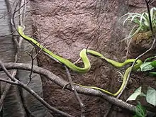 A bright green snake in a tree branch in a terrarium-like enclosure