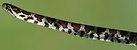 Eastern Milk Snake found near Decatur, New York on May 29, 2022