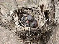 Chicks in nest, central Victoria