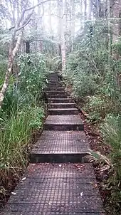 Alice Eaves Scenic Reserve