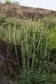 Euphorbia caducifolia growing in rocky area