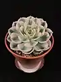 Echeveria "Compton Carousel"