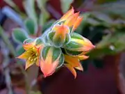 The flowers of E. pulvinata are in bright yellowish orange color.