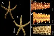 Echinaster brasiliensis: A-Spines of arm, B-Tube feet, C-Abactinal view of Arm