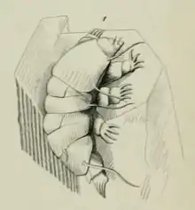 Drawing of a tardigrade (water bear) on a grain of sand