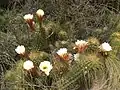 Plants growing in habitat in  Mendoza, Argentina