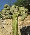 Crested plant