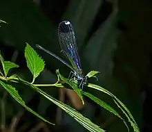 A damselfly with a blue body with green-gold iridescence. Its long wings are held above it as it sits on a leaf.