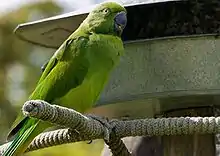 Green parrot with darker wings