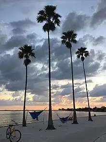 Eckerd College South Beach at Sunset with a yellow bike in the foreground and hammocks between the trees.
