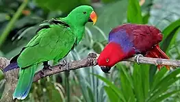 Two parrots, one green with orange and yellow bill, one red with blue nape