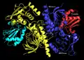 Structure of E. coli ThxR dimer bound thioredoxin