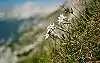 Edelweiss on a mountainside