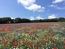 This image shows a field in blue, white and red made up of cornflowers, corn poppies and corn chamomile