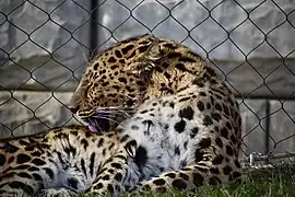 A leopard grooming himself