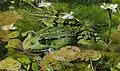 Edible frog in a swamp