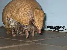 Brown armadillo