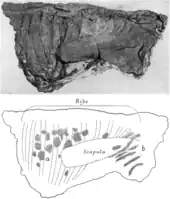 Photograph and interpretive drawing of the thorax region of the mummy