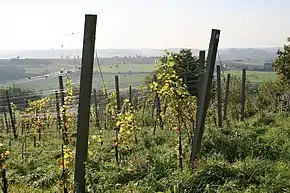 A vineyard near Eys