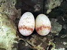 Arachnothera longirostra egg