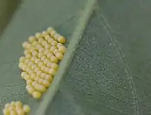 Eggs on underside of Kiggelaria africana leaf