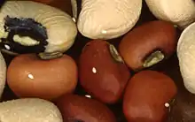Callosobruchus eggs on beans