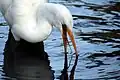 Egret showing its tongue