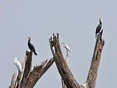 Sharing a perch with great cormorants (Phalacrocorax carbo), Kabini, India