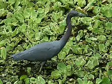 Male little blue heron