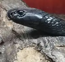 Egyptian Cobra "Ouraeus"