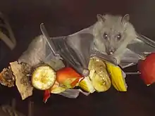 A yellowish-gray megabat sits atop a skewer of fruit slices, including banana and apple.