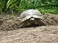 Building a nest burrow