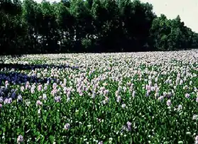 Large pond covered with water hyacinth