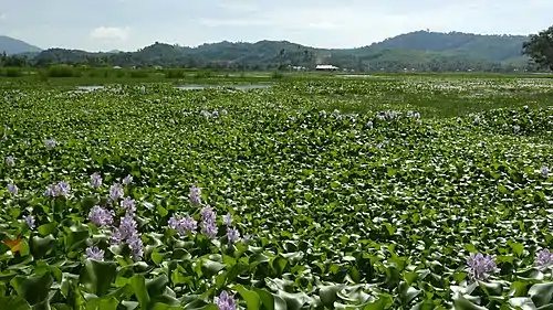 Huge swamp field populated by Pontederia crassipes