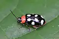 Eight-spotted flea beetle Omophoita cyanipennis