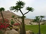 Botanical Garden along the Dead Sea coast