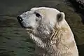 Polar bears in the Zoo