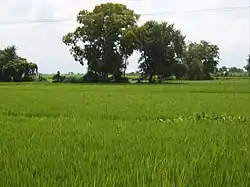 Ekachakra dharm, the location where the Pandavas are said to have stayed.