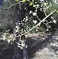 Flowers and stem of Ekebergia capensis