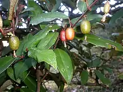 Fruit