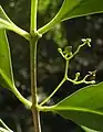 Elaeodendron melanocarpum flowers.