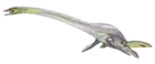 Elasmosaurus platyurus