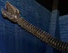 Small skull on a long neck of a mounted, gray skeleton, on a blue background