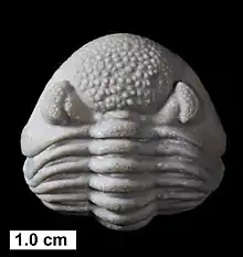The Devonian trilobite Eldredgeops? norwoodensis, Milwaukee