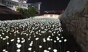 Electric roses lit up at night (2015)