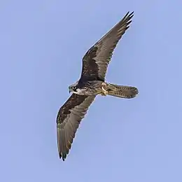 Eleonora's falcon (Falco eleonorae) in flight 3.jpg